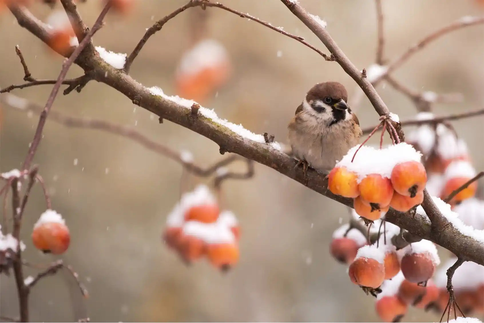 Sparrow on a branch with orange berries with snow landing and falling. Probably in search of food or a feeder.