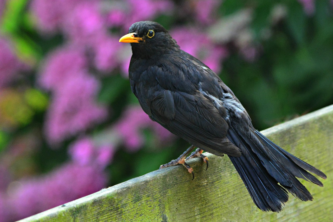 Blackbird in front of pink flowers. 