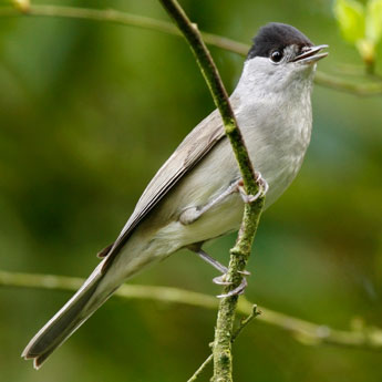 blackcap sat on a branch