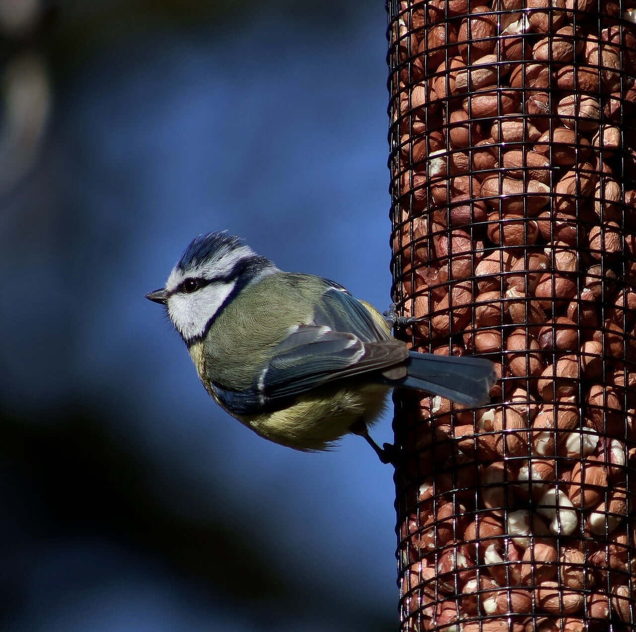 Blue Tit holding onto Haith's peanut feeder 