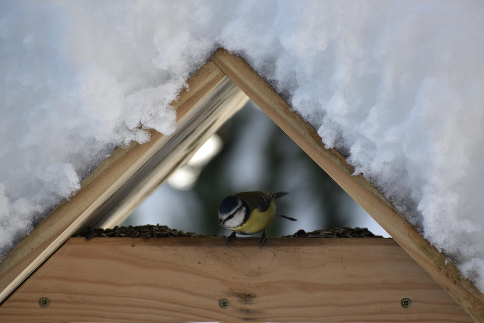 Bird perched on a wooden bird feeder with snow in the background