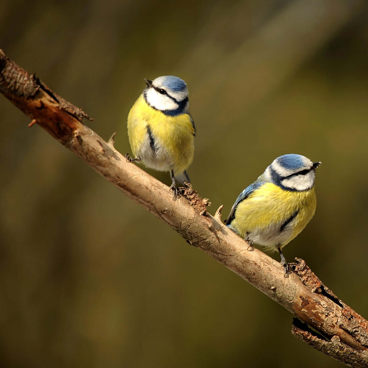 Blue Tits sat on a branch