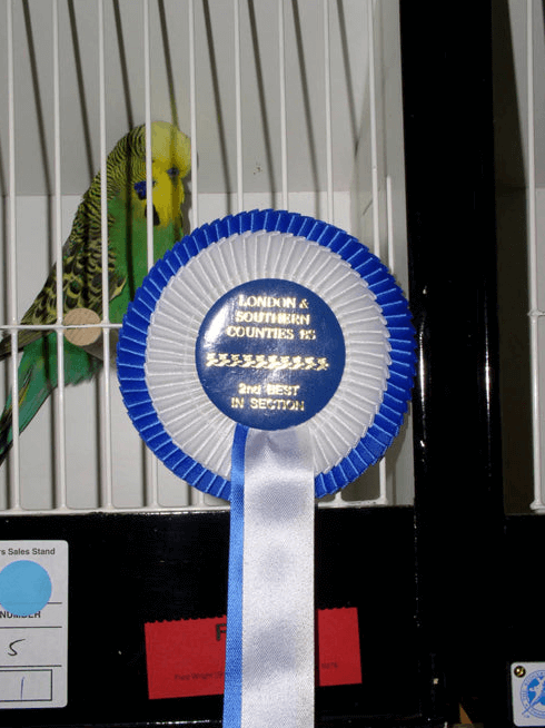 Budgerigar Show 