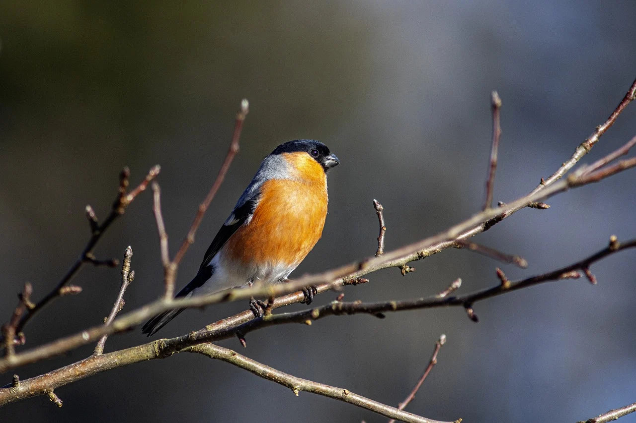 Bullfinch in a tree.