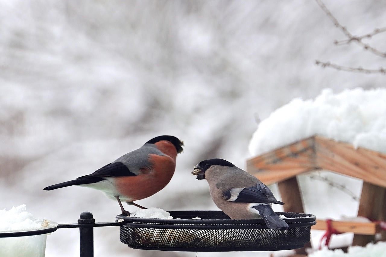 parot of Bullfinches eating with a snowy background