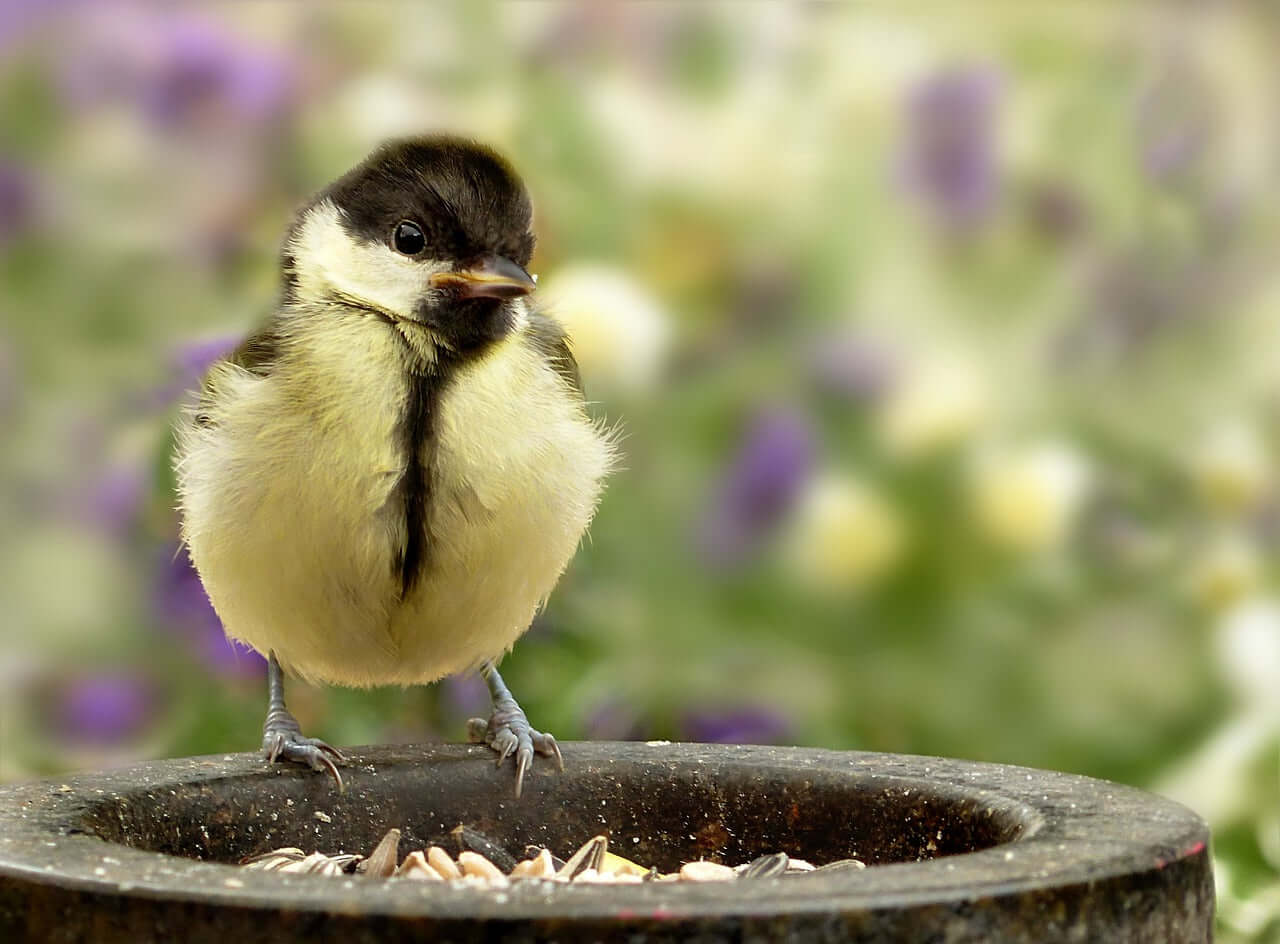 bird sat on a feeding pot eating seeds