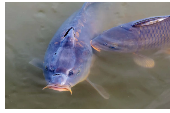 carp in a fishing lake