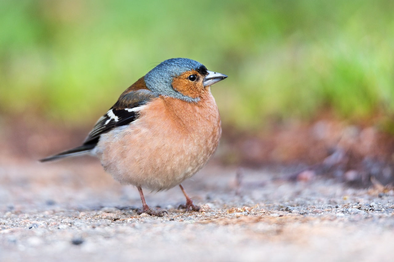 Chaffinch on the ground. 