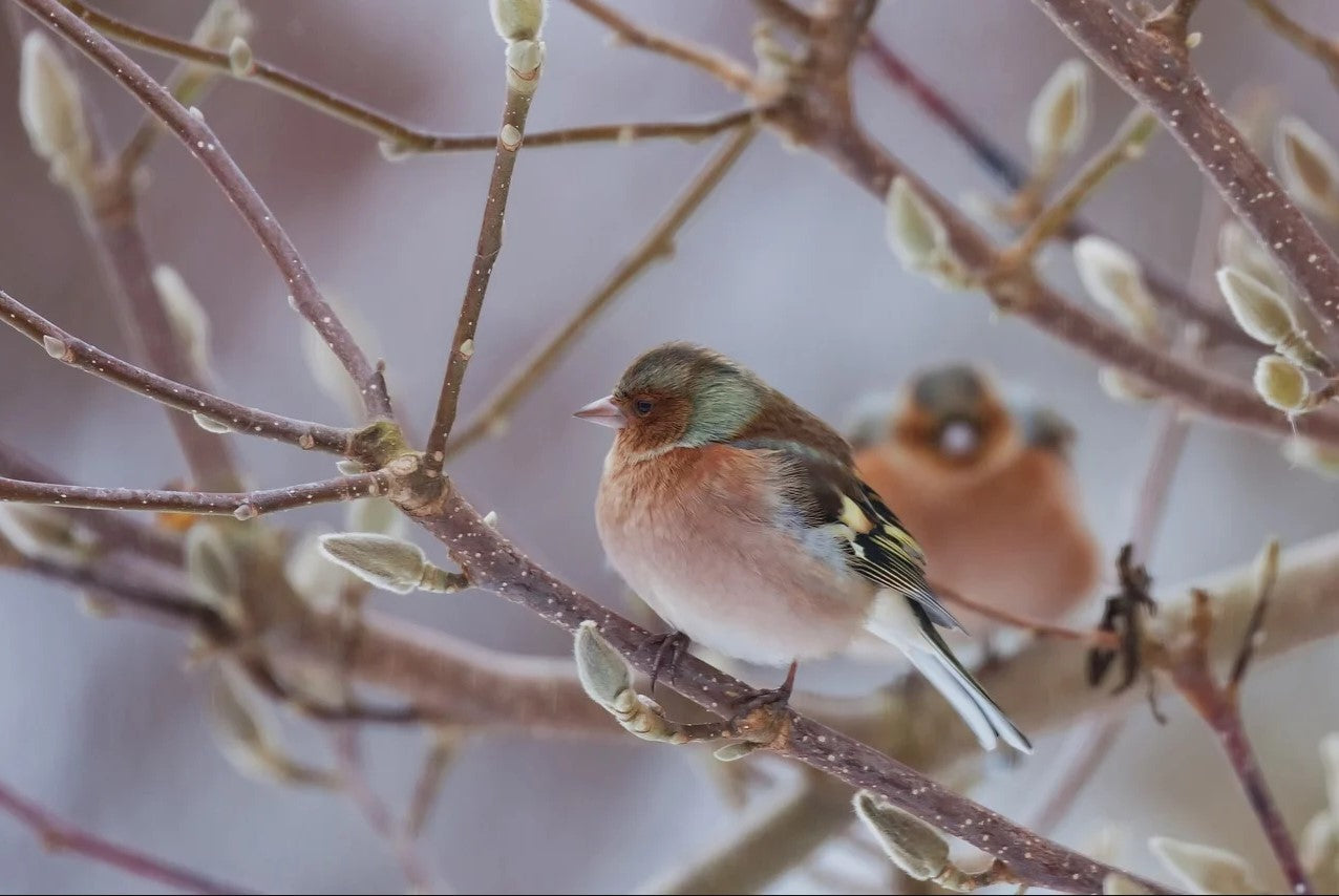 Two chaffinches on branches.