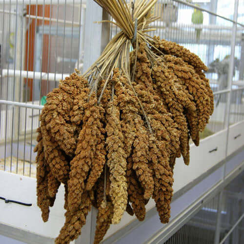Buy Chinese Millet Sprays from Haith's for cage and aviary birds 