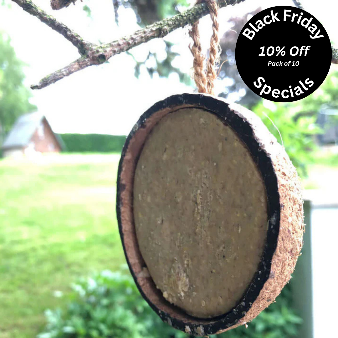 Half a coconut filled with suet for garden birds. 