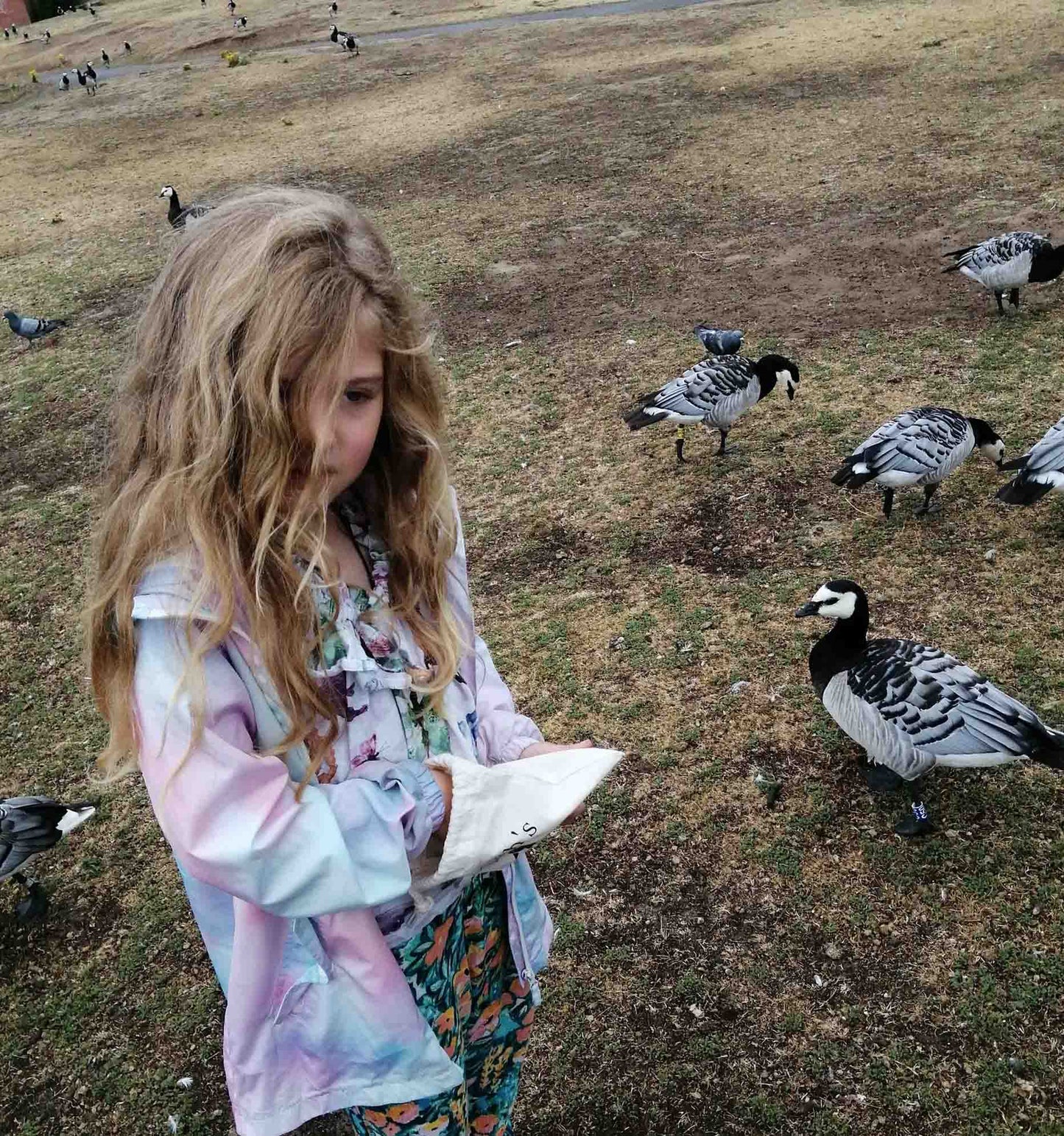 A child feeding geese from Haith's Duck Food Pouch. 