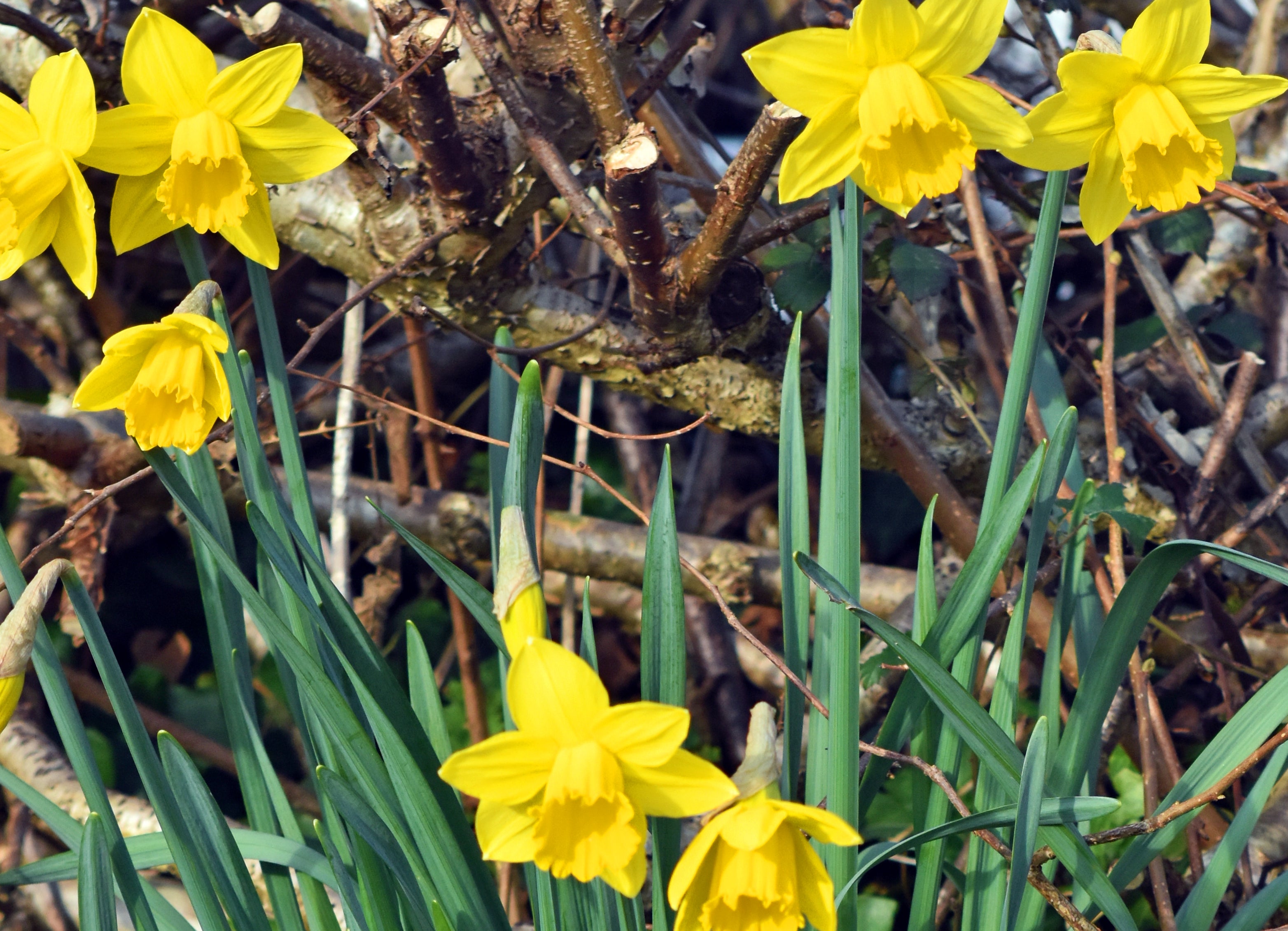 Daffodils during spring time