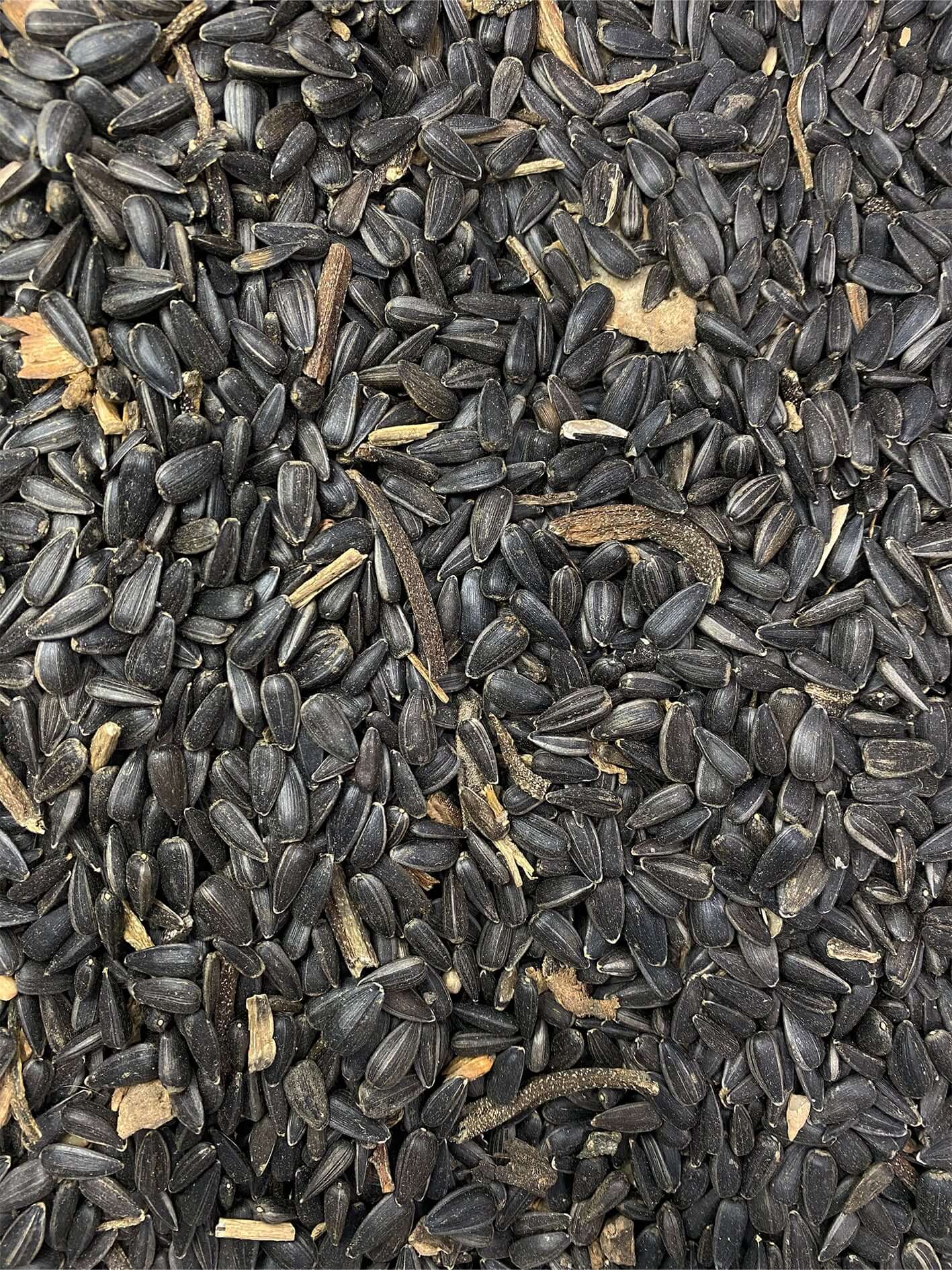 Dirty and uncleaned black sunflower seed 