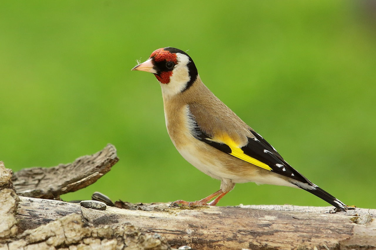 Goldfinch on bark. 