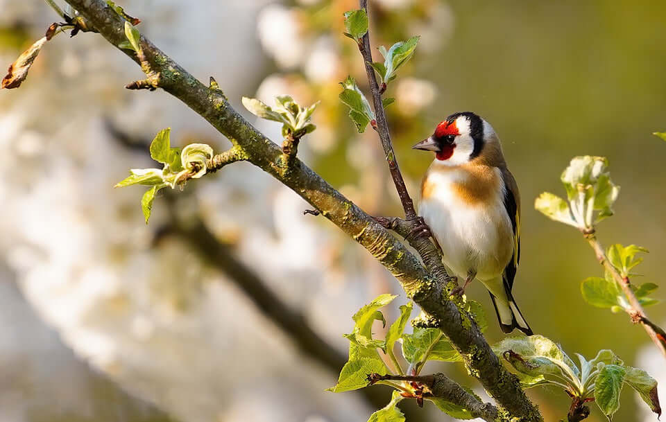 Goldfinch in search of bird food in a garden bird setting in the UK Haith's