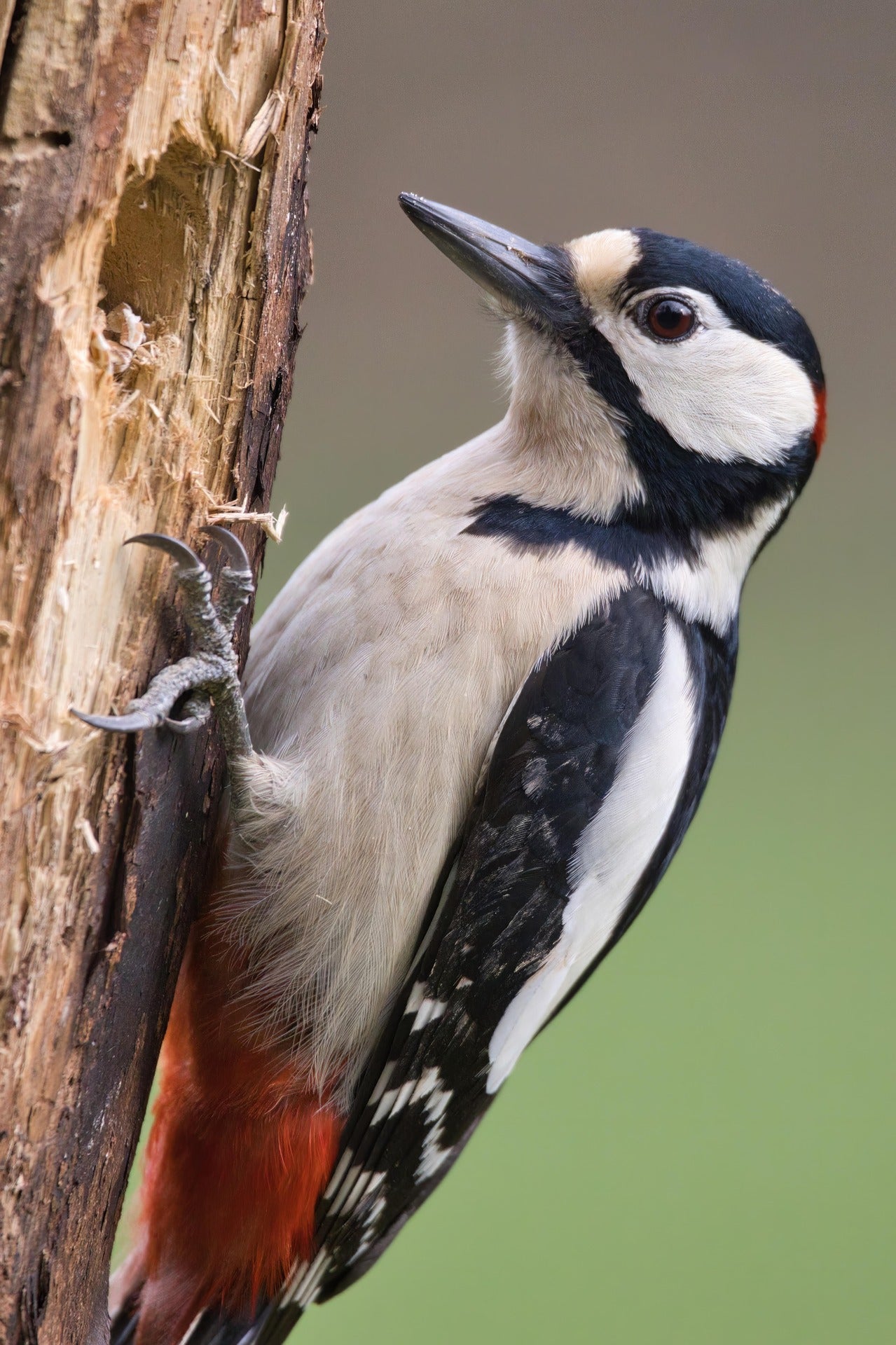 Great Spotted Woodpecker on tree