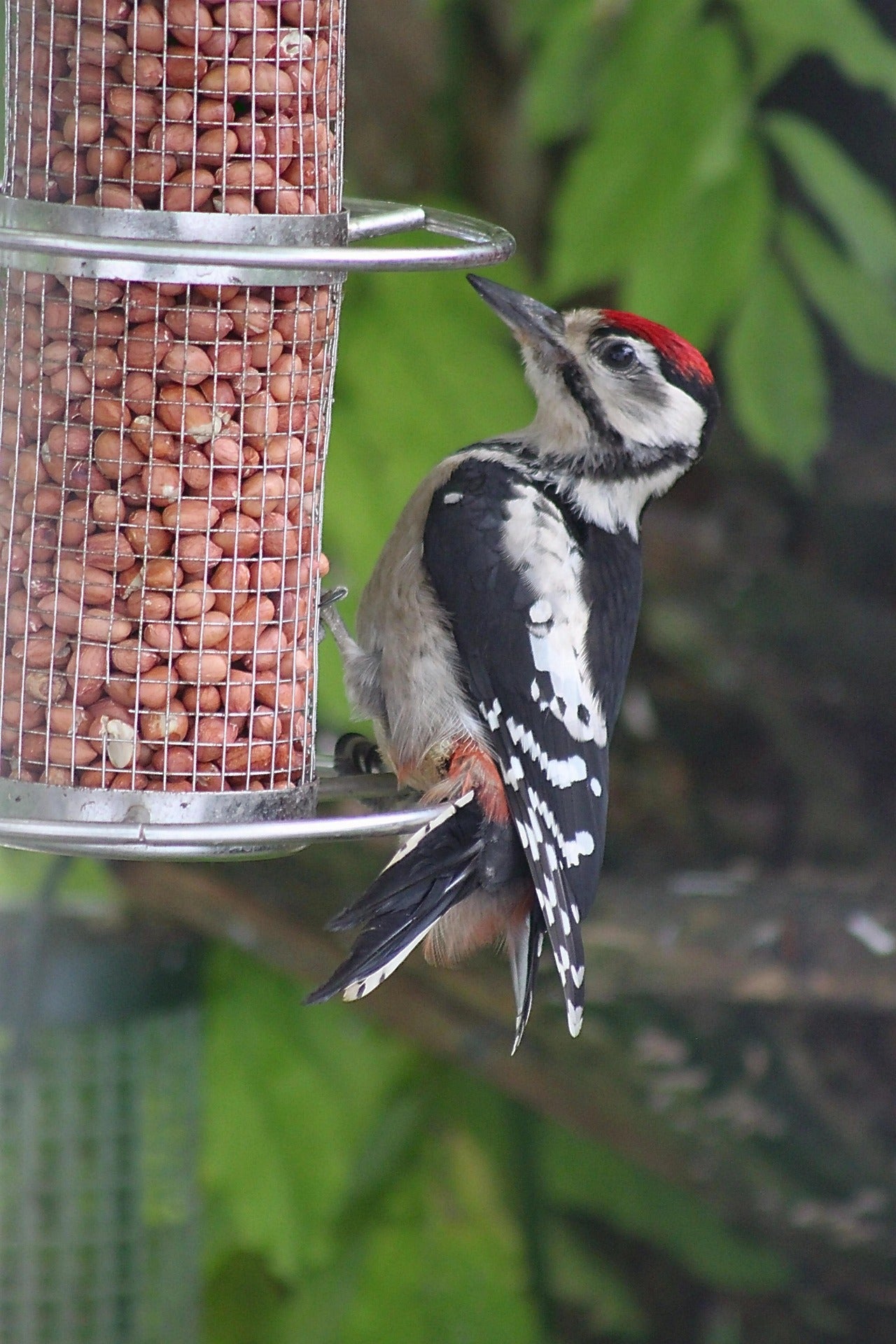 Great Spotted Woodpecker on a peanut feeder