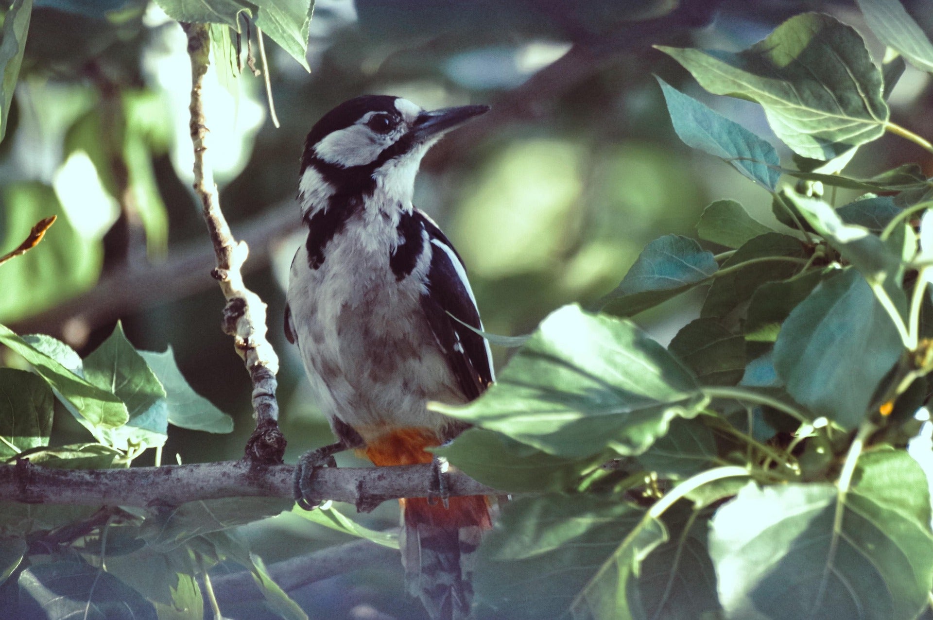Great Spotted Woodpecker in bush