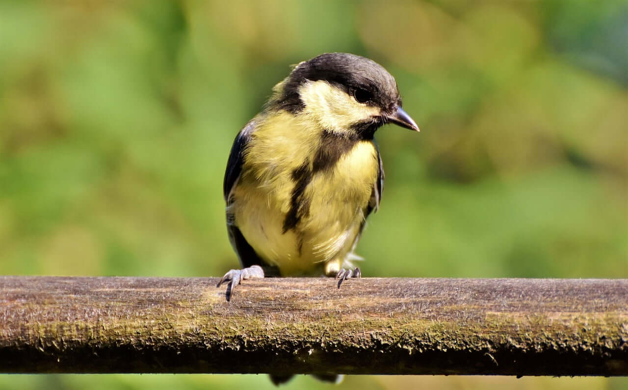 Great Tit