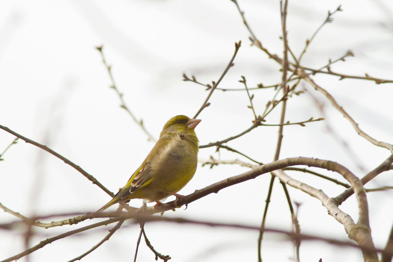 Greenfinch in a tree.