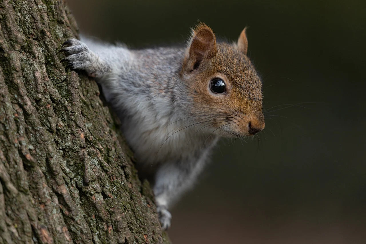 Squirrel on tree bark. 