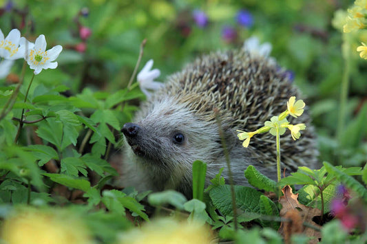 A hedgehog amongst vegetation - feed Haith's Hedgehog Food on the ground. 