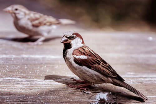 House sparrow sat on a bench