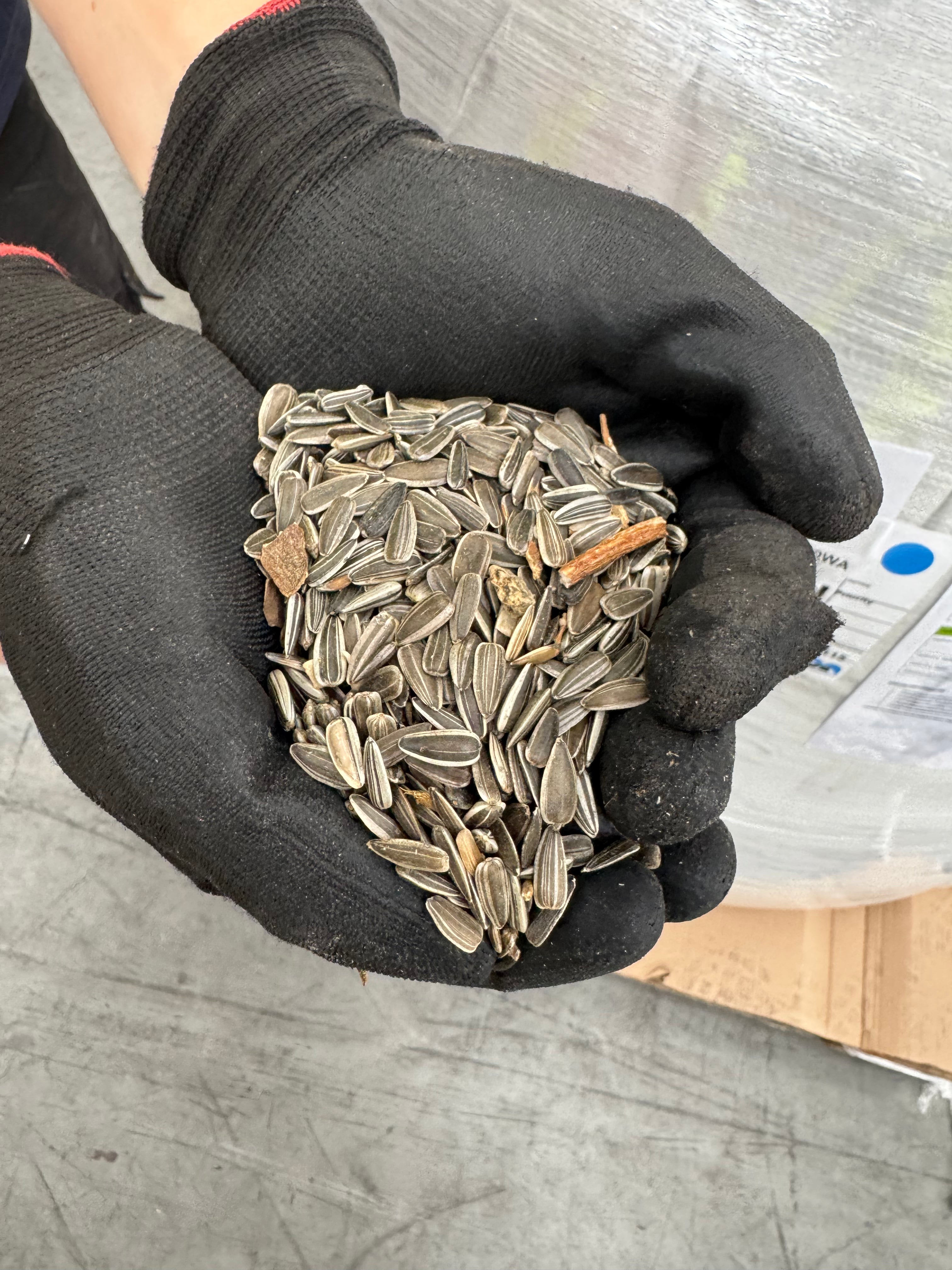 Hand wearing a black glove holding a pile of unclean sunflower seeds on a metallic surface.