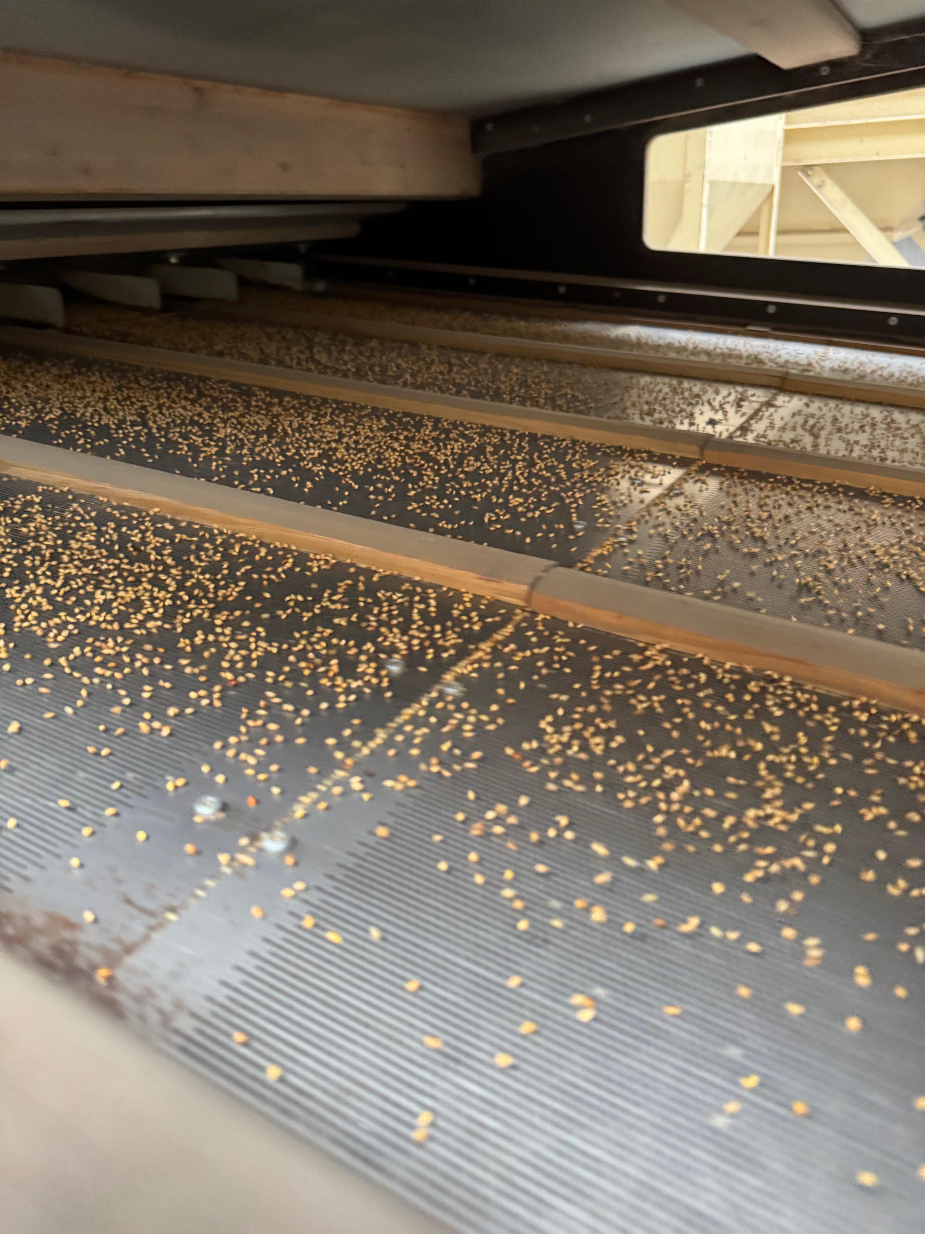 Close-up of a belt with seed on