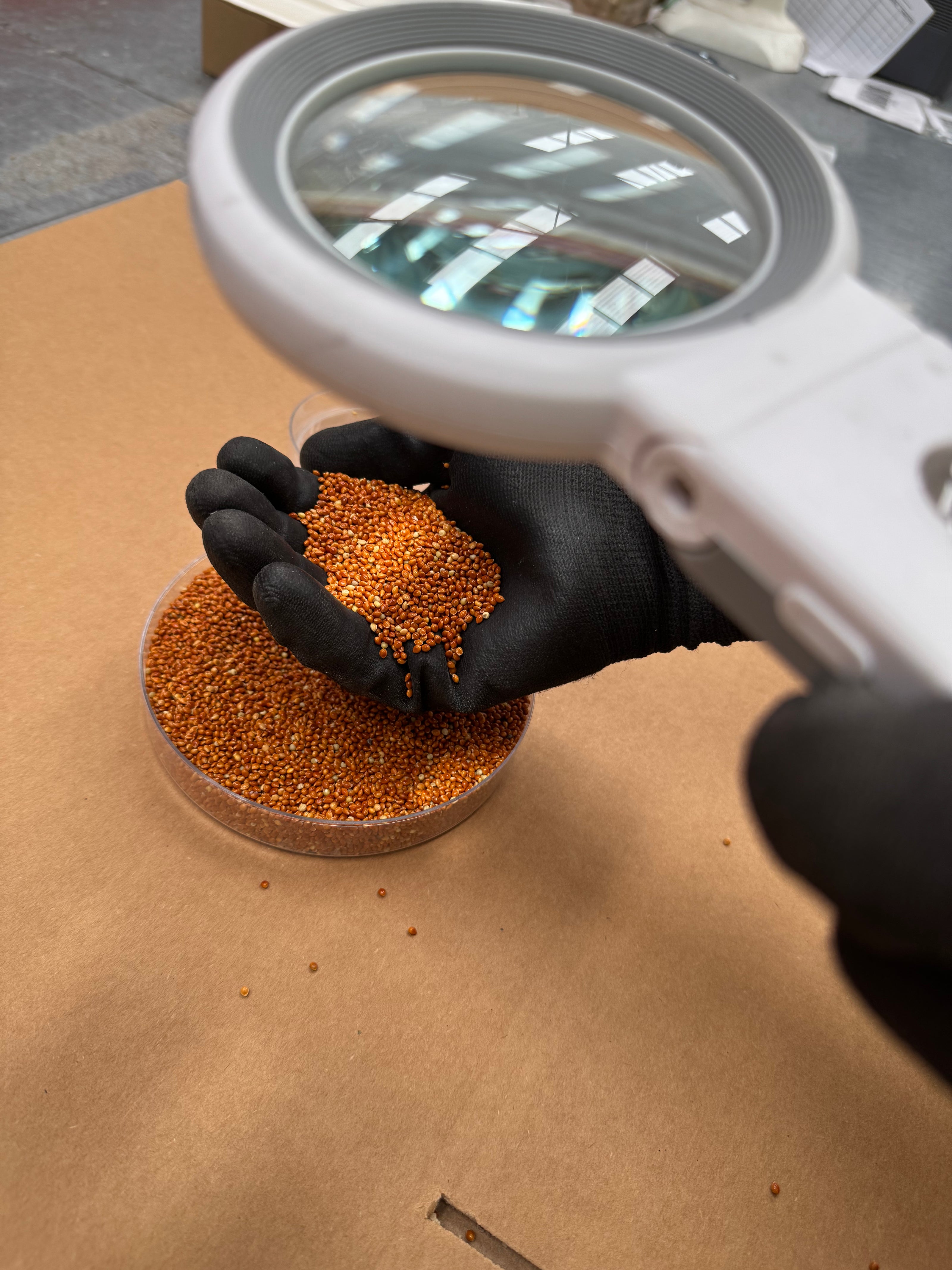 Person holding a bowl of small seeds with a magnifying glass above it on a brown surface.