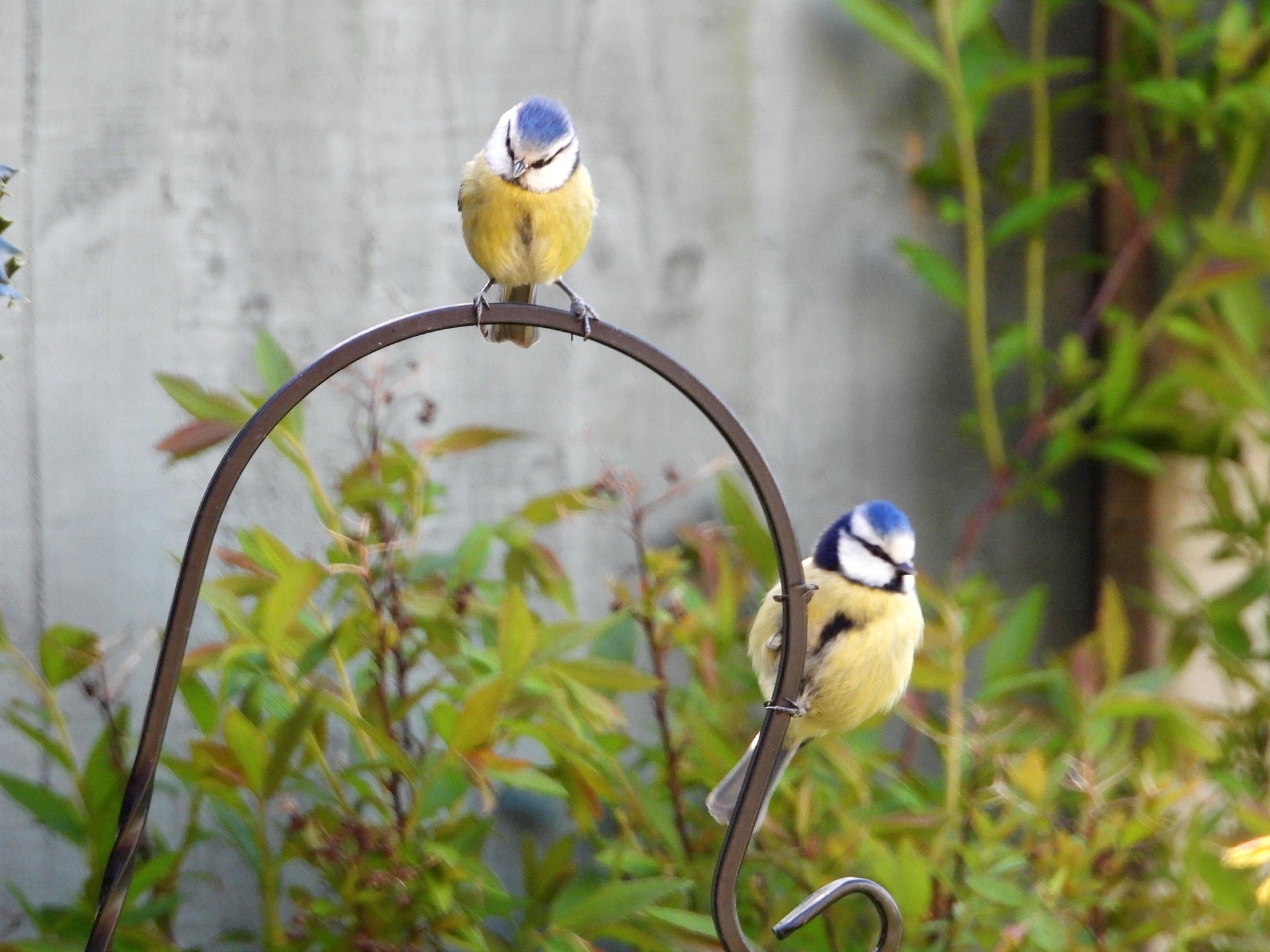 Two Blue Tit garden birds stood on a bird feeding station. Photo courtesy of D. Simpson.