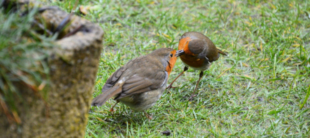 Robins feeding in a garden