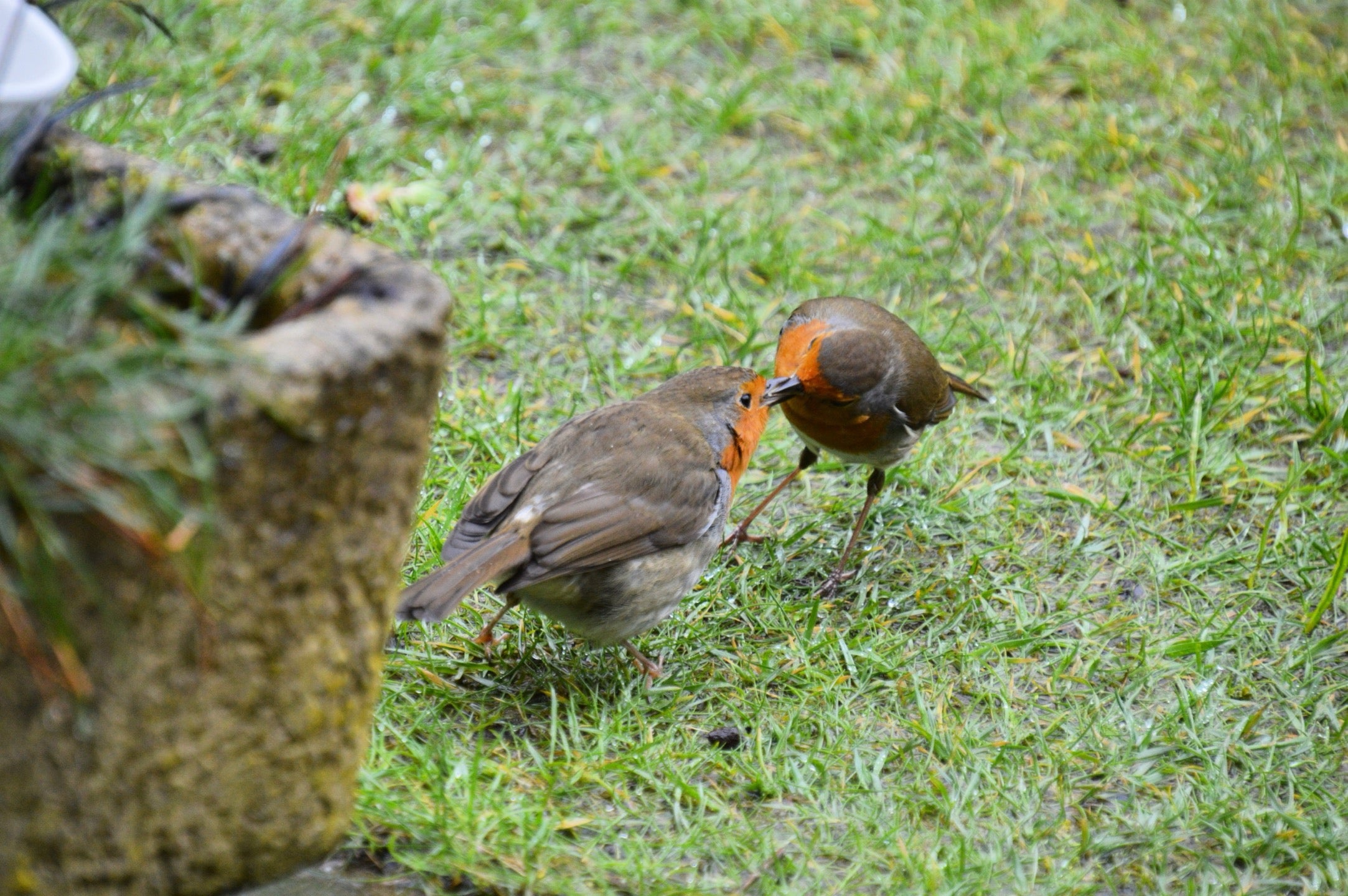 Two robins on a grassy ground with a bird feeder in the background.