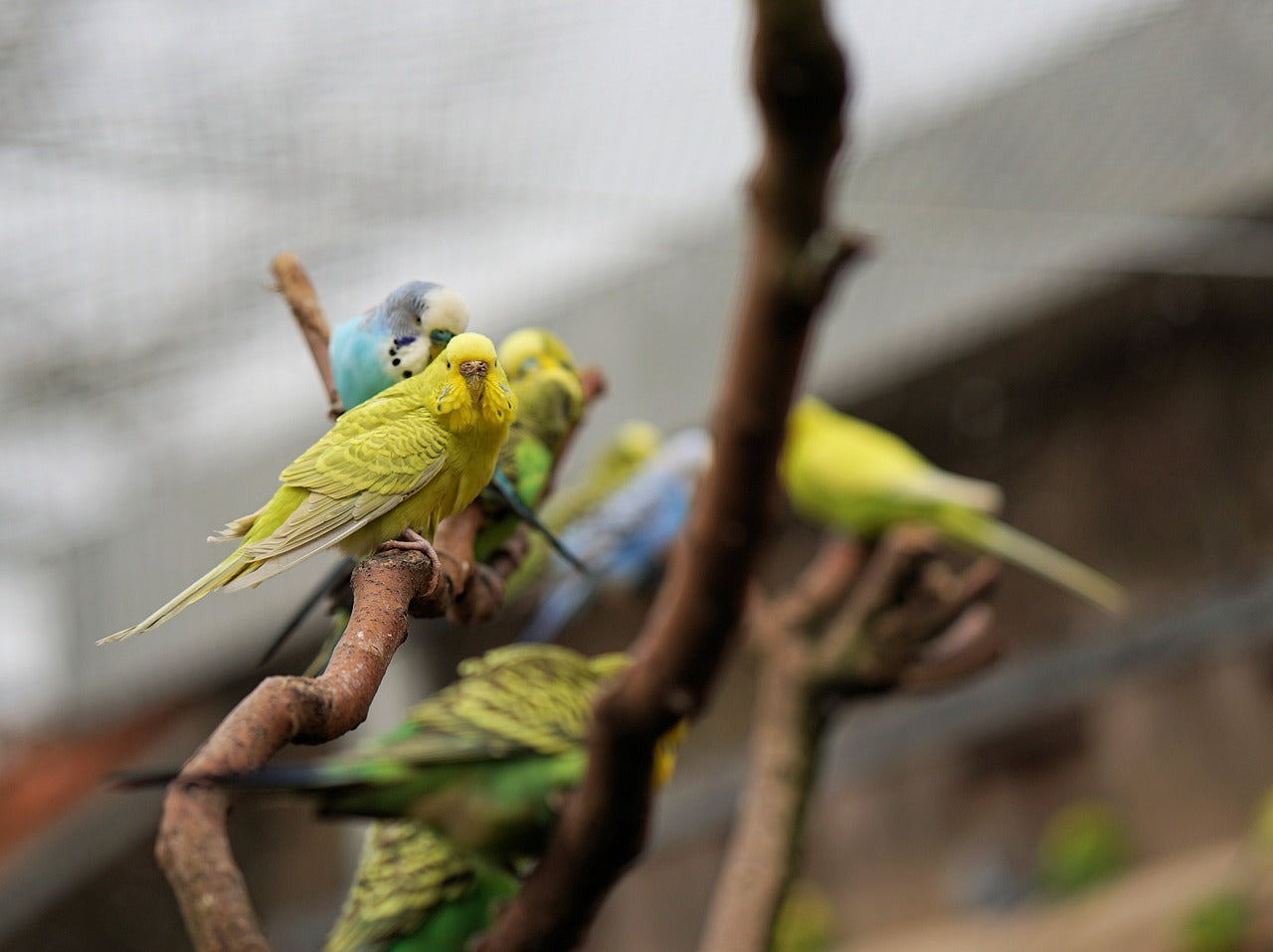 Budgies sat on branches 