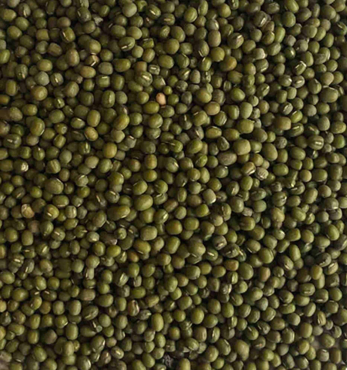 Mung Beans for budgies