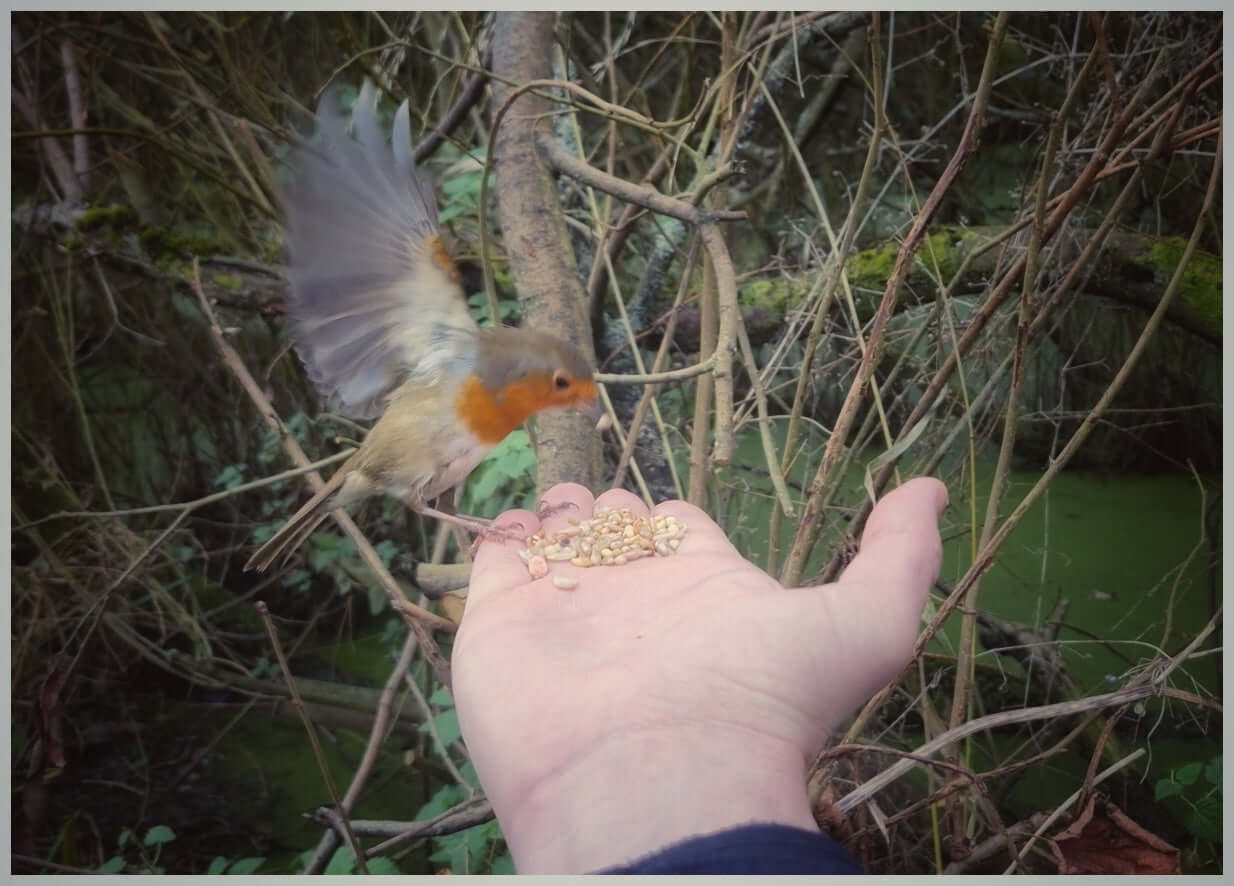 Robin feeding on Medley Mix