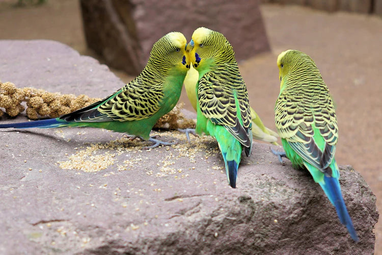 Millet seed and sprays for cage and aviary birds
