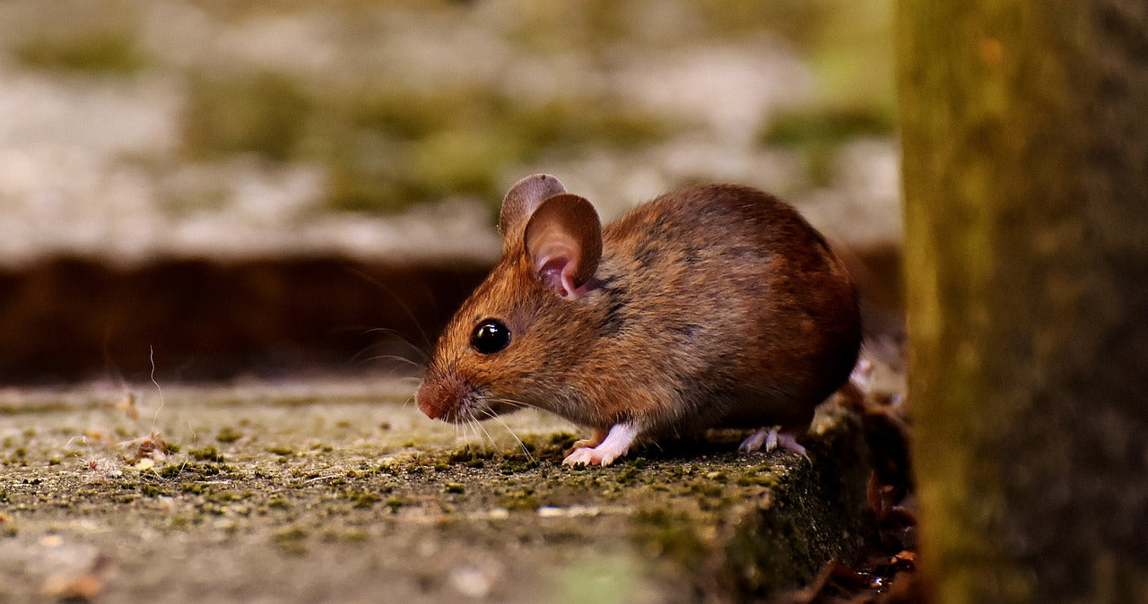 Mouse sat on the ground