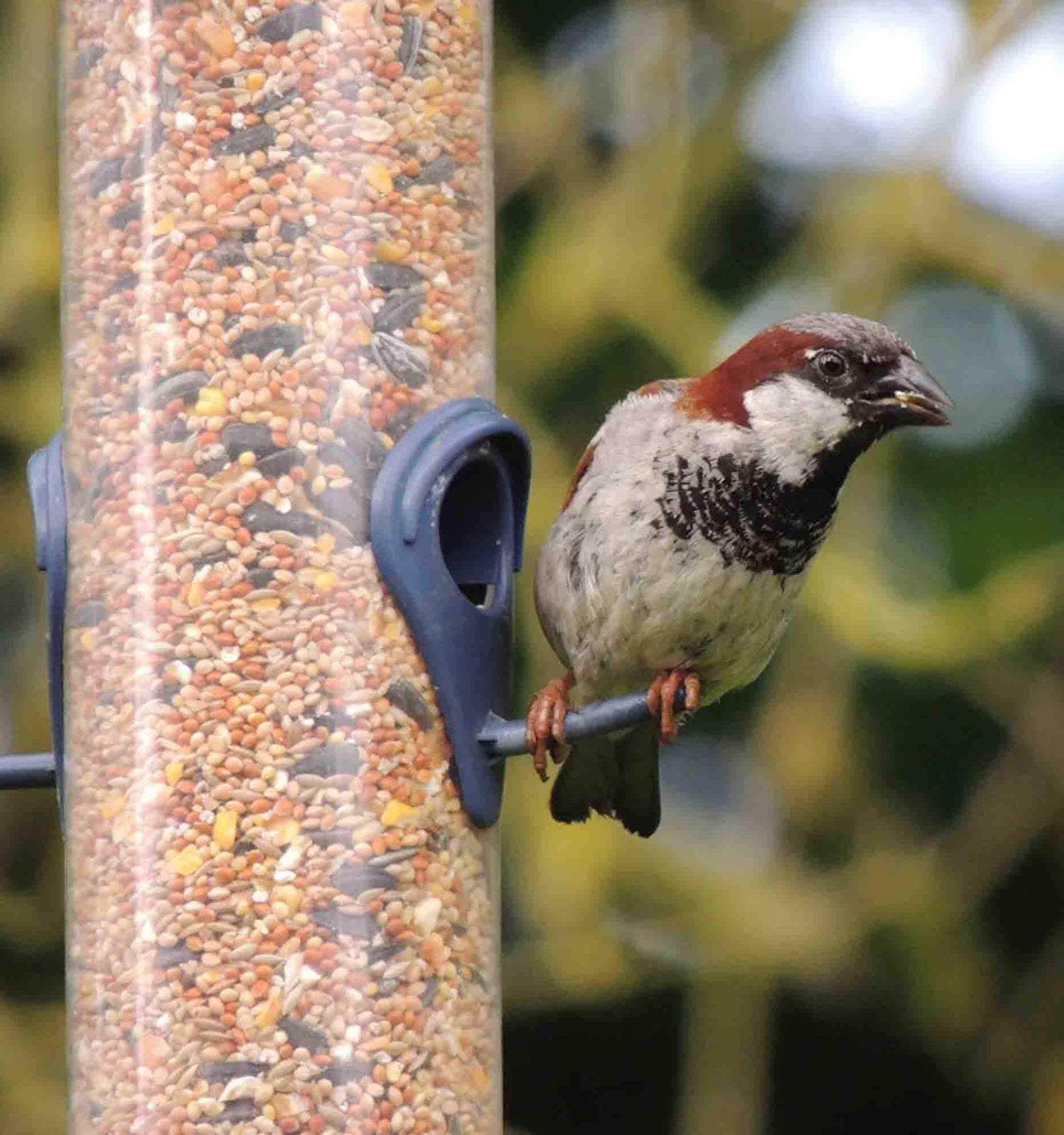 Sparrow on bird feeder eating Haith's Premium wheat free wild bird food