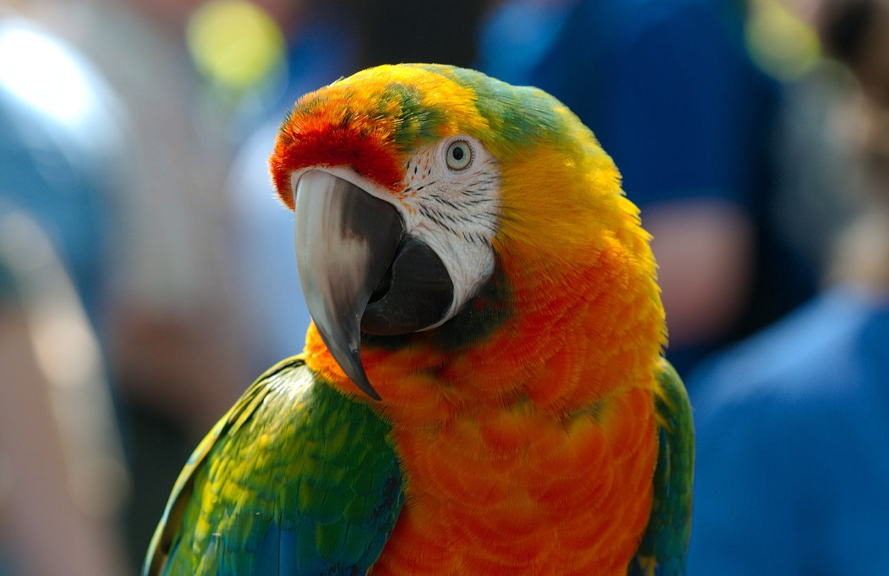 a tri-coloured parrot