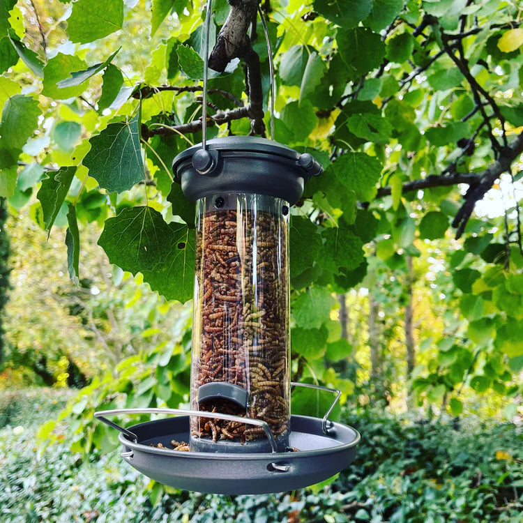 Haith's Dried Mealworms inside the Flick N Click Mealworm feeder on a branch 