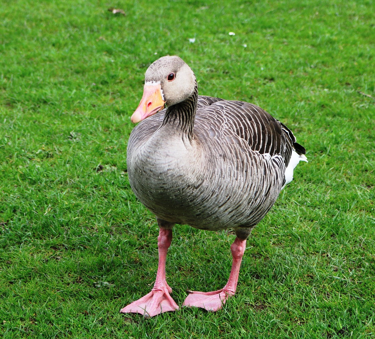 Gray goose standing on green grass