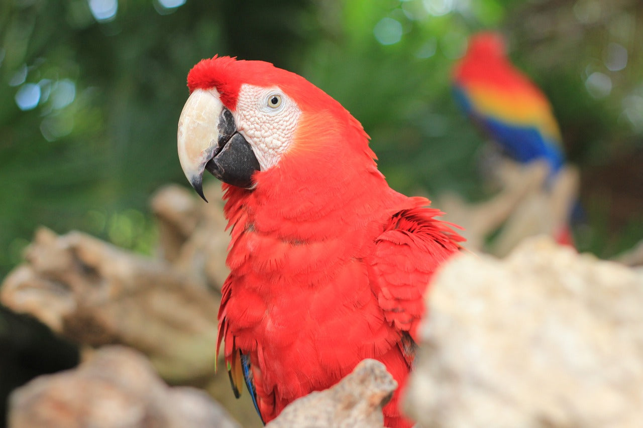 Haith's parrot food