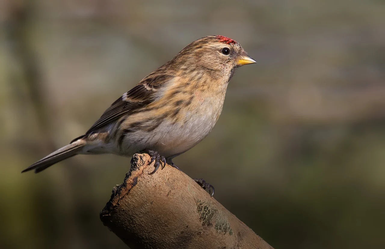 Redpoll on a branch. 