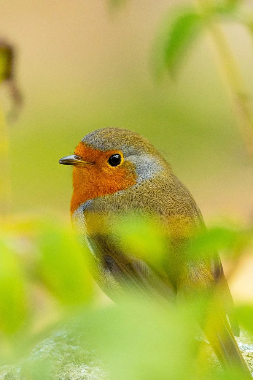 robin sat amongst greenery