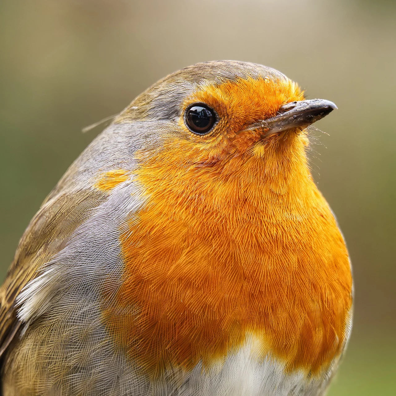 Close-up of a robin with a blurred green background