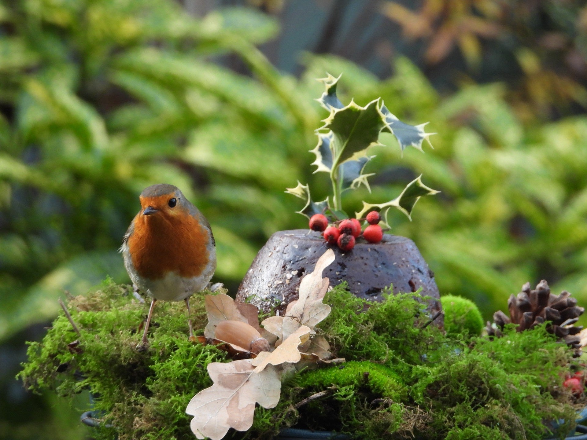 Robin redbreast stood next to a Christmas pudding on Haith's website