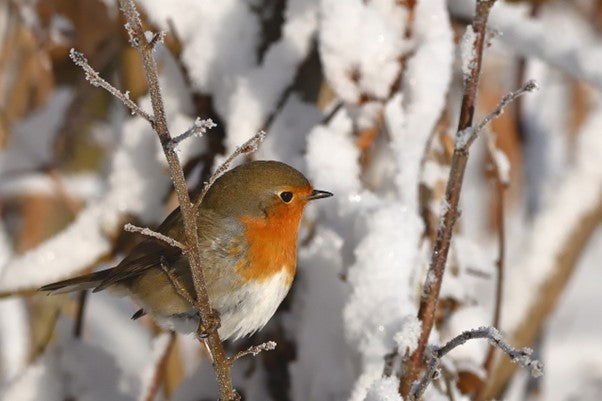 Robin on a branch in winter. 