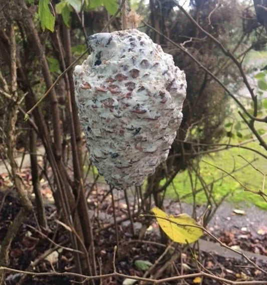 Pinecone filled with suet and has a thin rope hanging loop.  Hang from tree or bush for maximum effect.